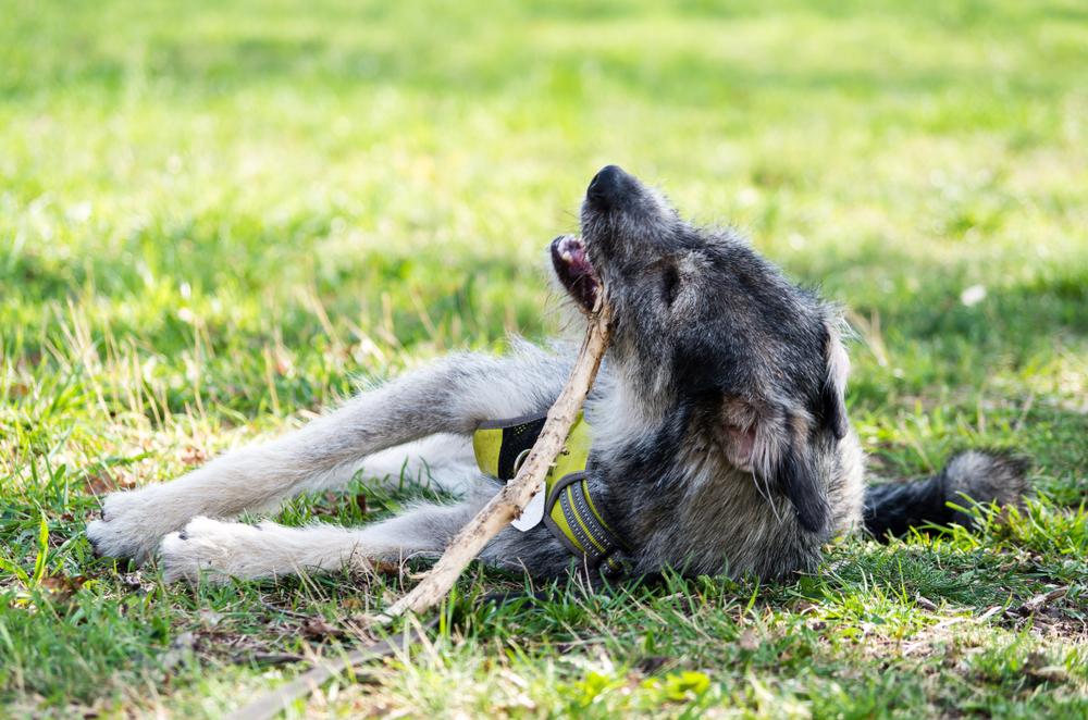 Темперамент пикардийской овчарки