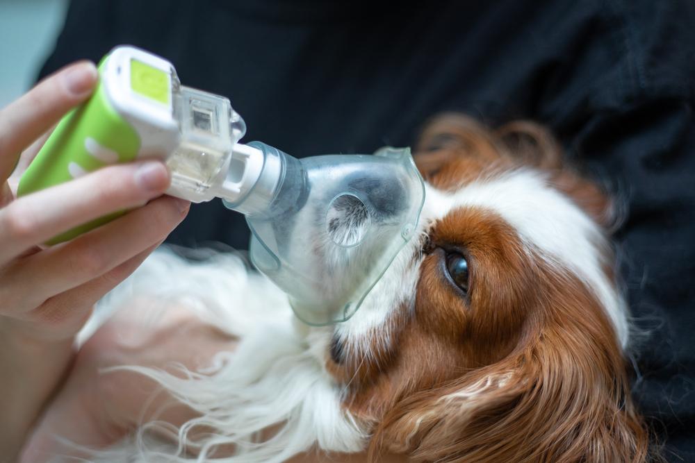 Первая помощь при приступе астмы у собаки