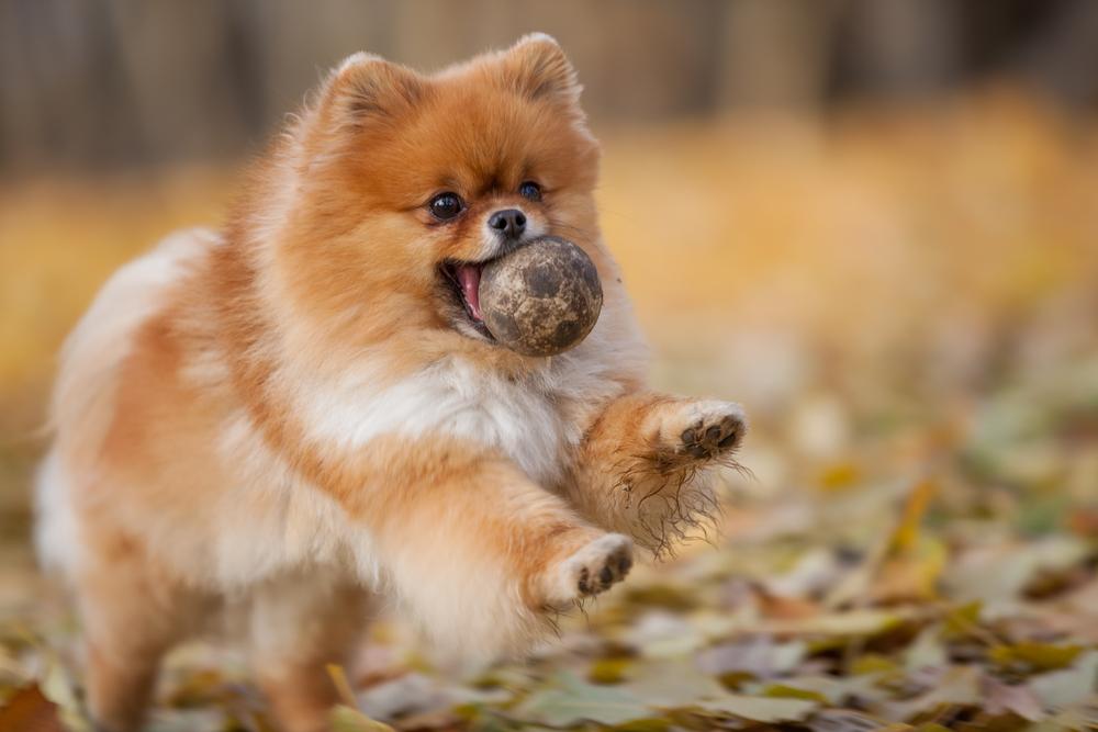 Как ухаживать за померанским шпицем в особых случаях