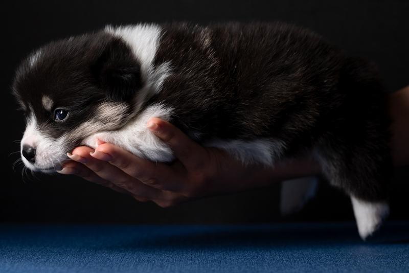 Щенок корги черного цвета