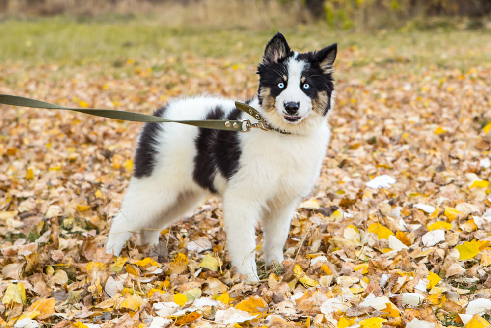 Якутские лайки могут подвергаться кастрации