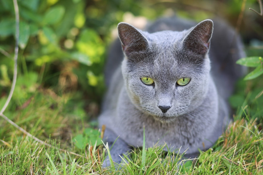 Важно знать, сколько живут русские голубые кошки в норме