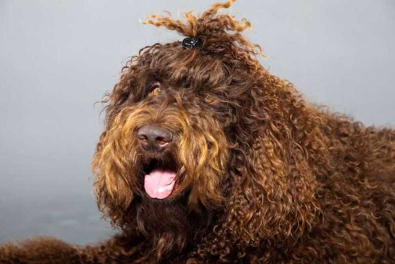 Барбет спокоен по отношению к чужакам