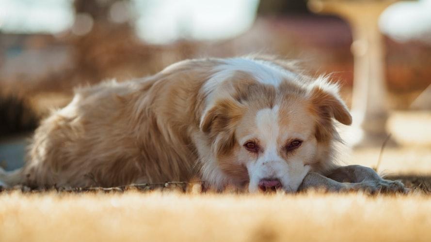 Болезни сердечно-сосудистой системы у собак