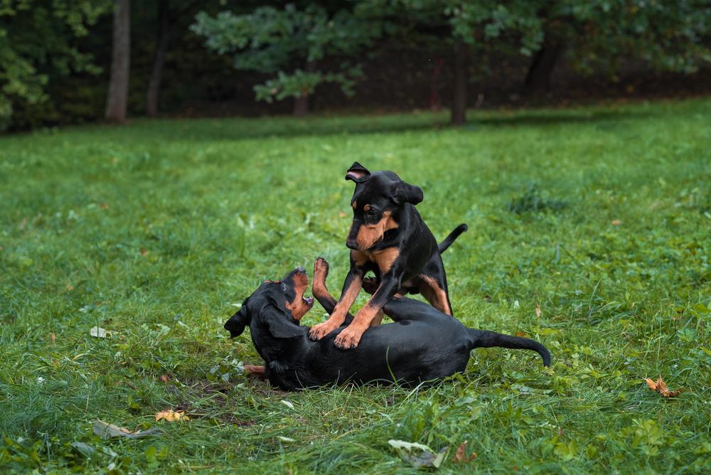 Характер литовской гончей