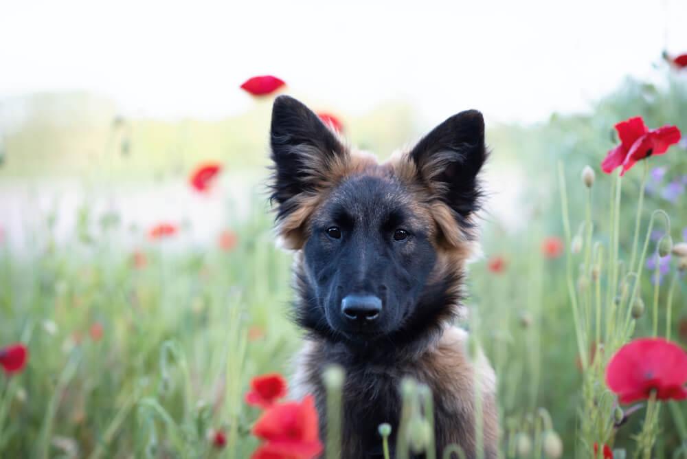 Милый тервюрен среди цветов