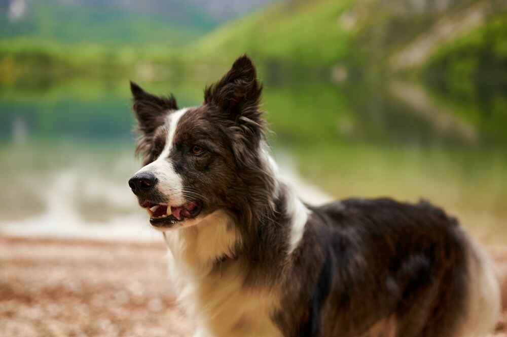 Болезни снижают иммунитет бордер-колли
