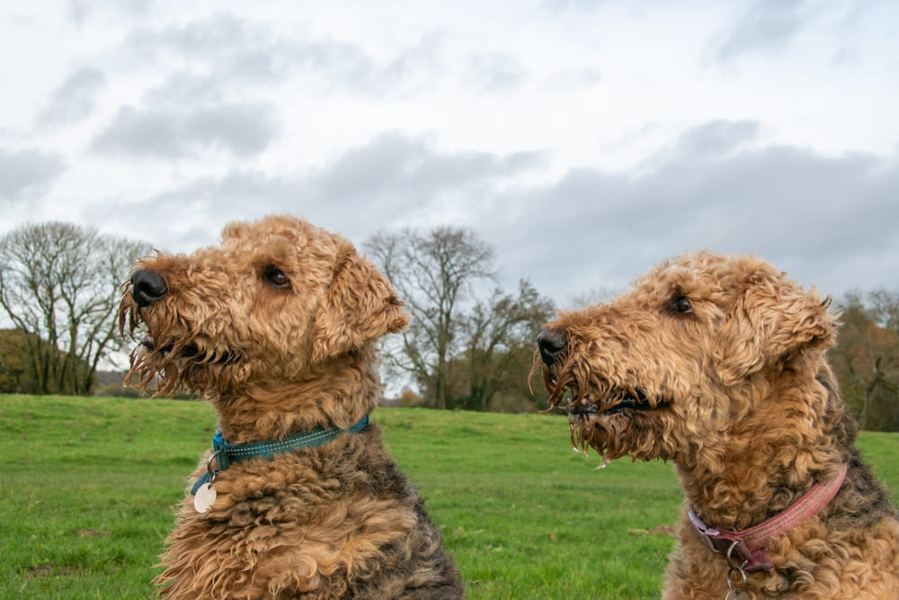 Сколько весит эрдельтерьер в разном возрасте?