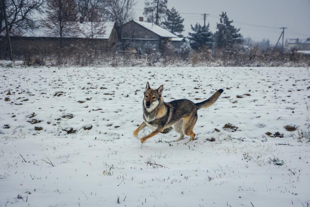 Дрессировка тамасканской собаки
