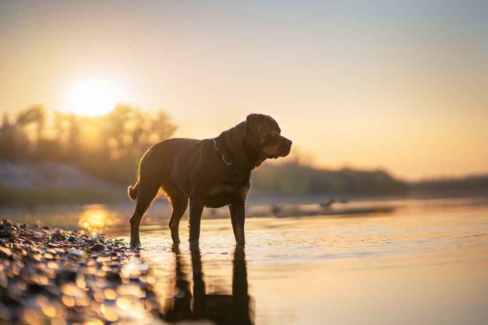 Стоимость содержания ротвейлера включает несколько моментов