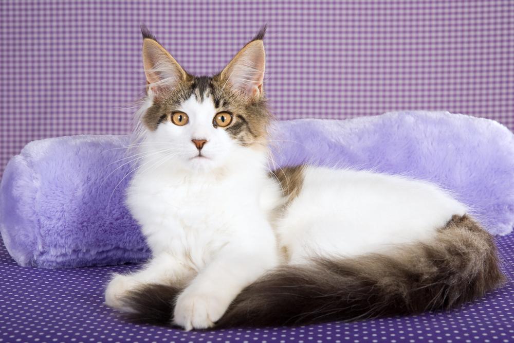 Основные типы окрасов мейн-кунов: окрас с белым арлекин