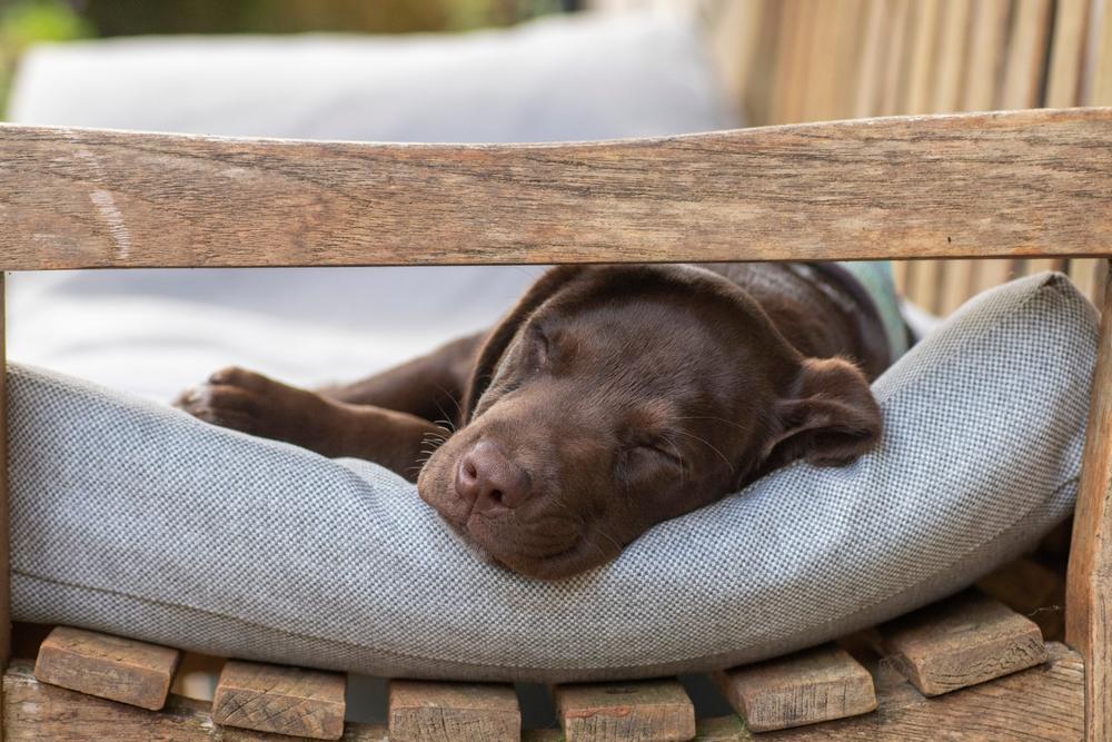 Коричневый окрас лабрадоров связан с генетикой