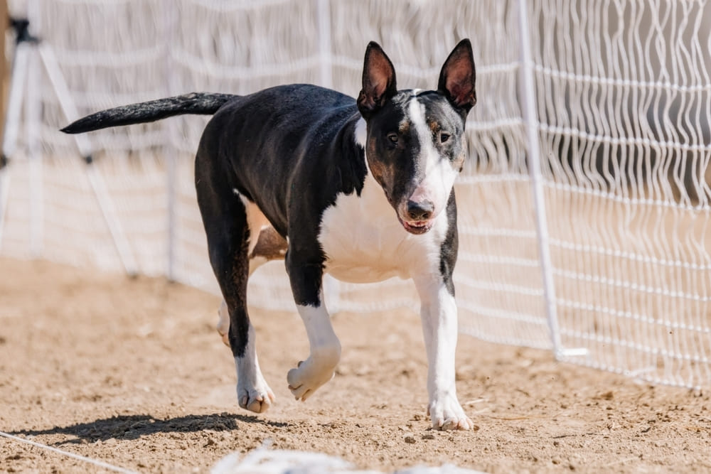 Бультерьер отличается дружелюбностью