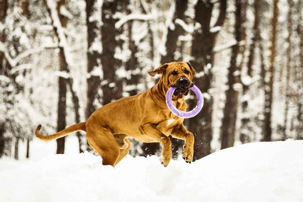 Бразильский фила нуждается в обработках