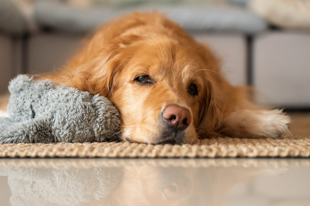 Надо контролировать, сколько весит золотистый ретривер