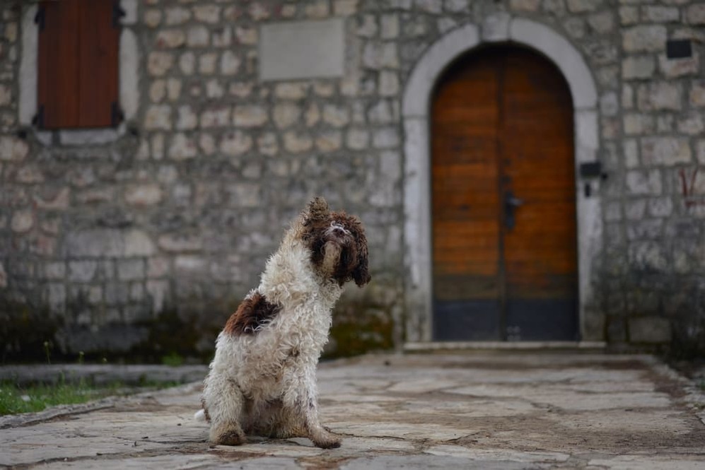 Красивая собака лаготто романьоло