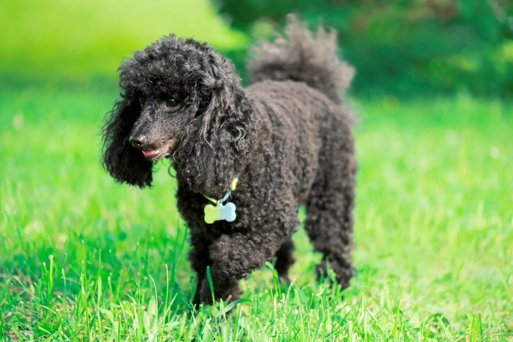 Сколько длится беременность у пуделя?