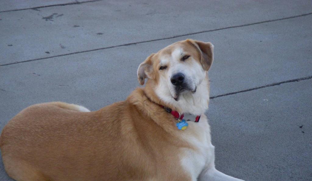 Здоровье и болезни собак породы чинук