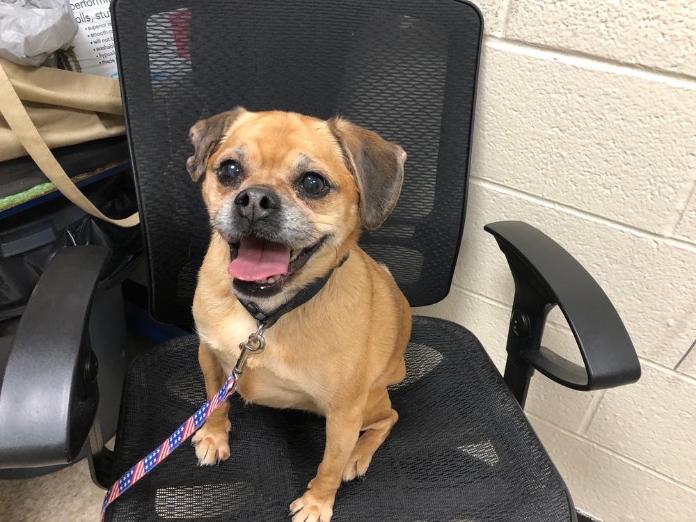 Содержание пагля