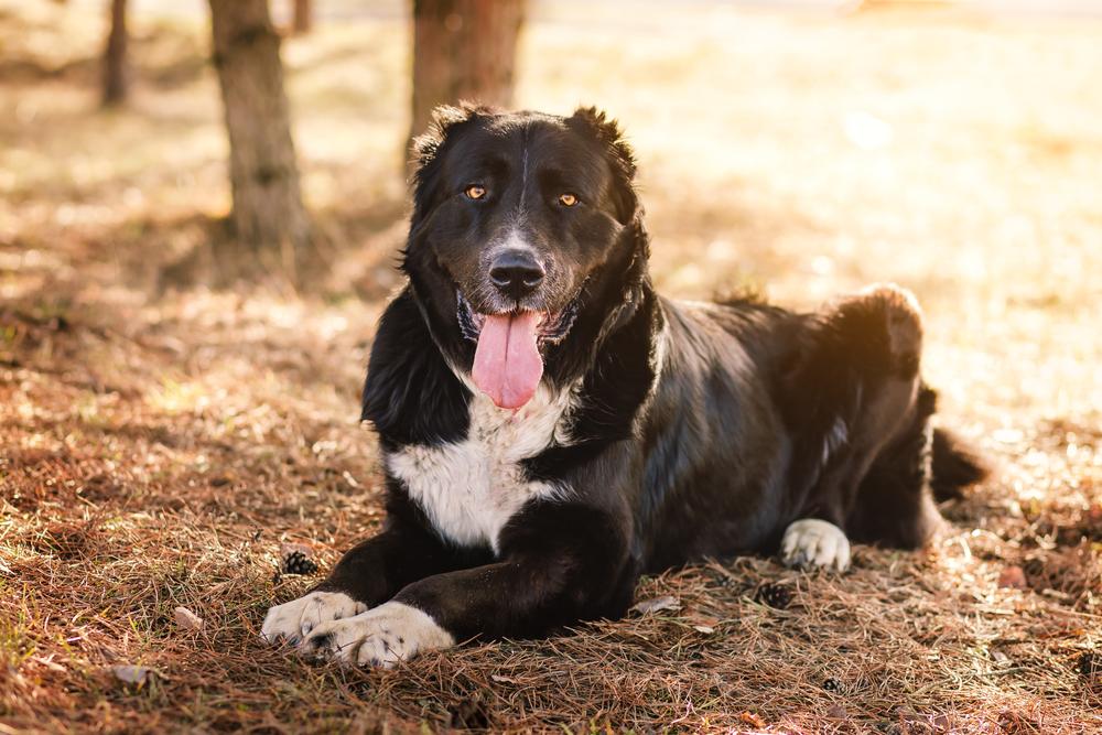 Какой уход нужен черному алабаю?