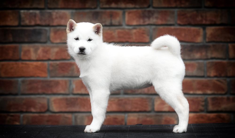 Советы по выбору щенка хоккайдо