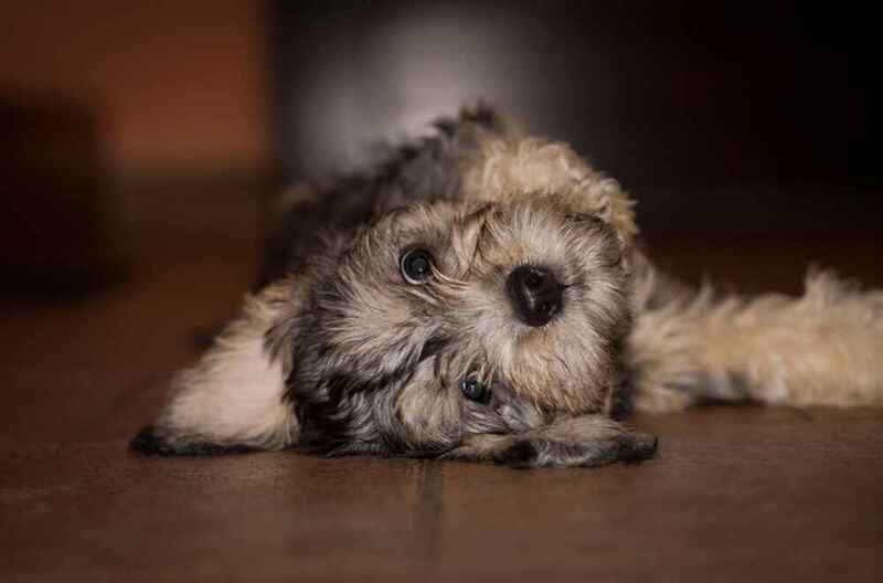 Какое воспитание необходимо денди-динмонт-терьеру?