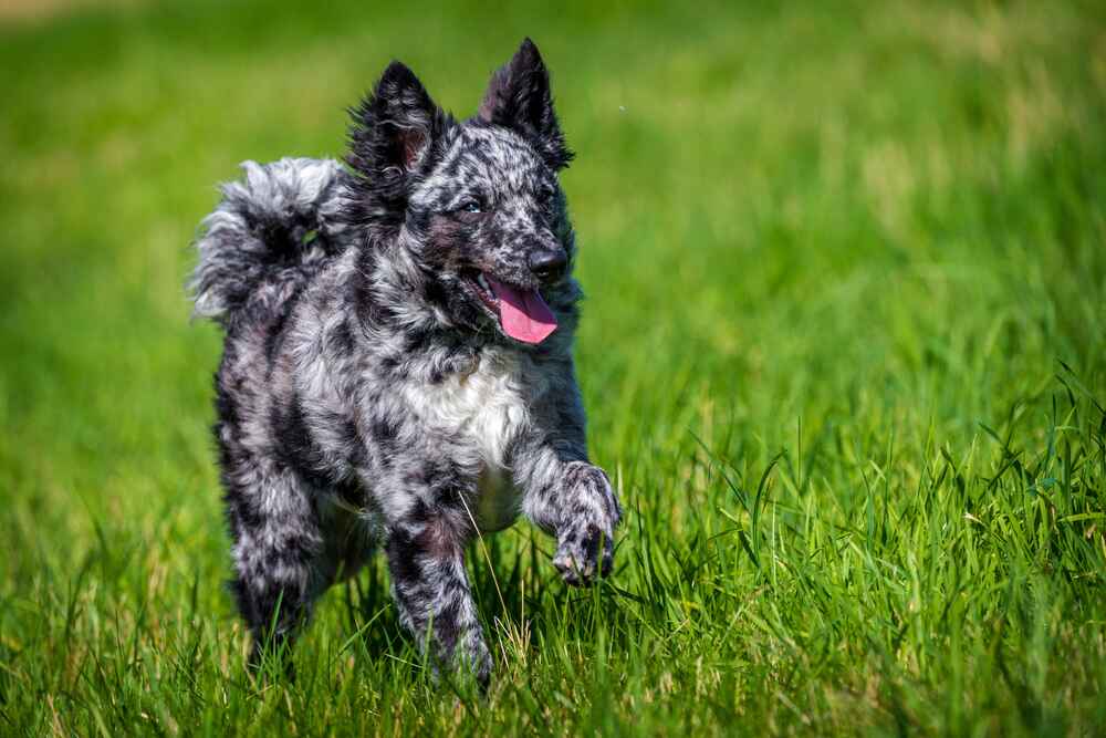 Муди имеют неплохое здоровье