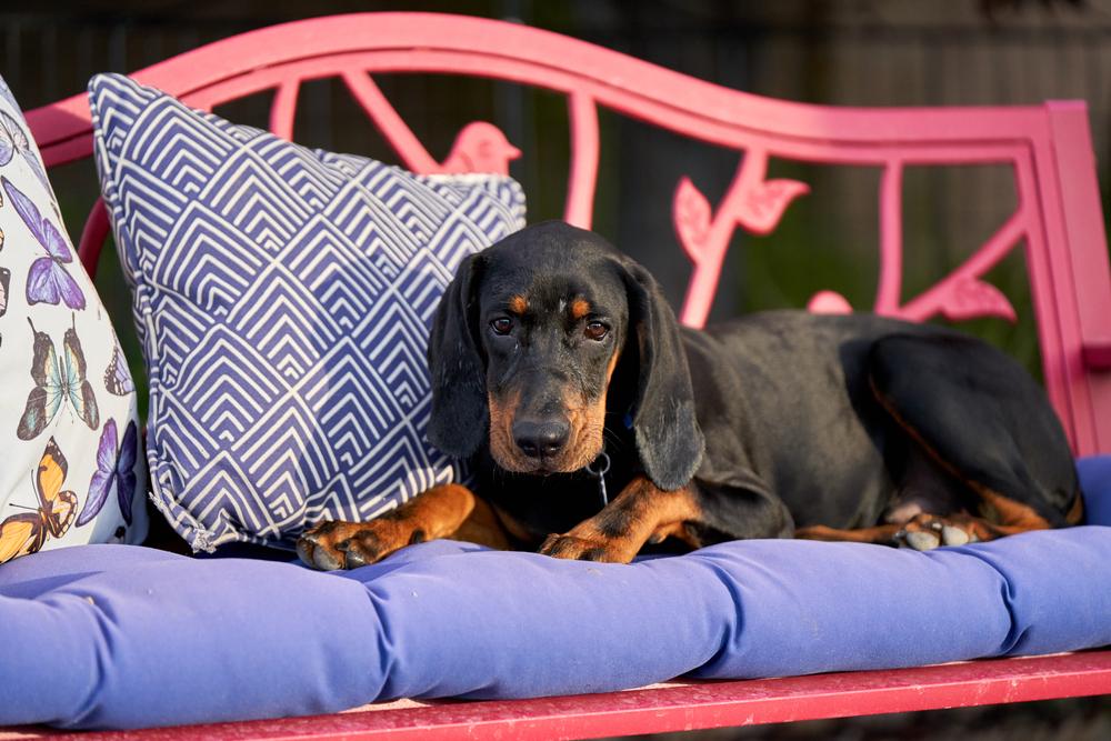 Содержание черно-подпалого кунхаунда
