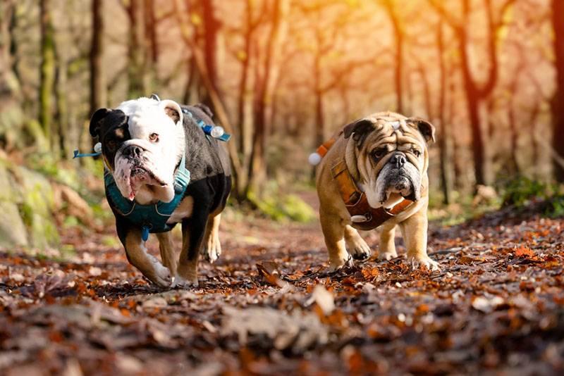 Средние породы вислоухих собак: английский бульдог Средние породы вислоухих собак: английский бульдог