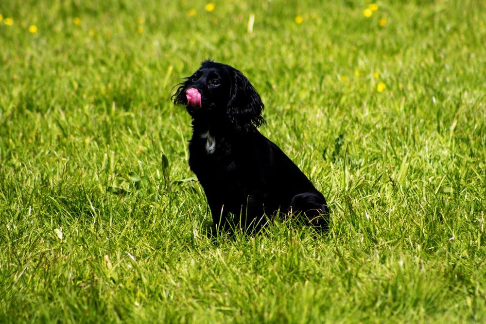 Как кормить черного спаниеля?