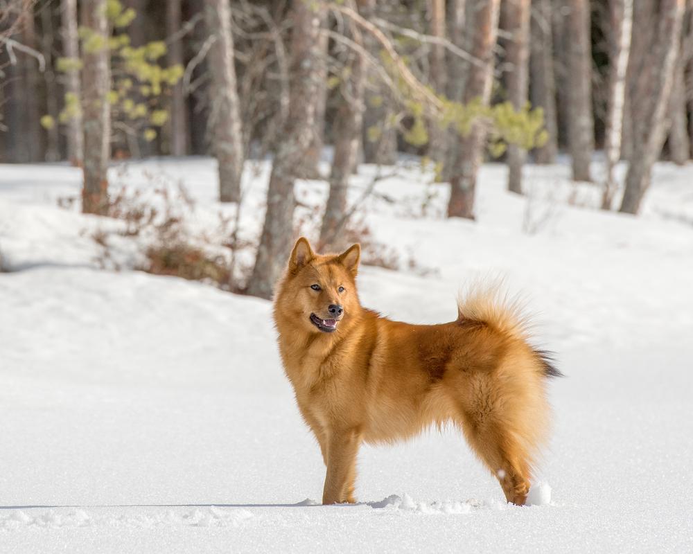 Все виды шпицев: финский Все виды шпицев: финский