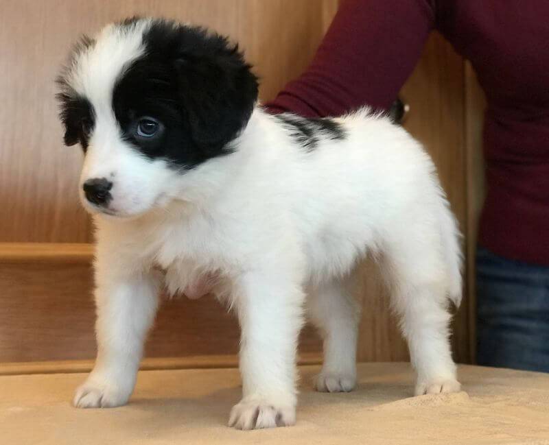 Советы по выбору щенка тувинской овчарки 