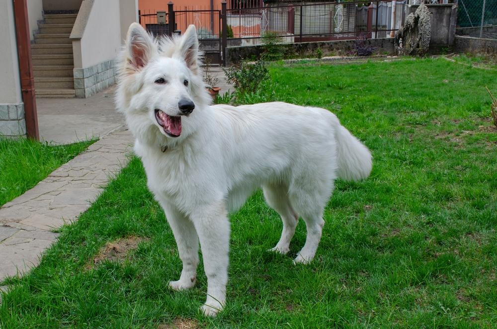 Белая немецкая овчарка нуждается в уходе