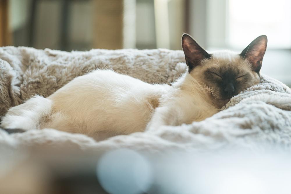 здоровье яванской кошки