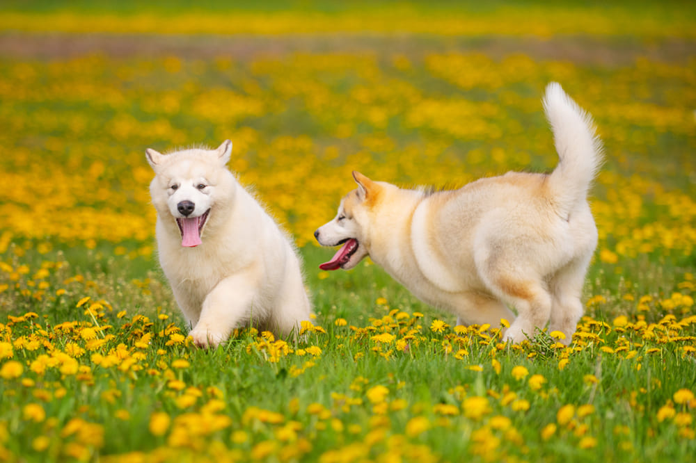 Собака маламут может пройти курсы послушания