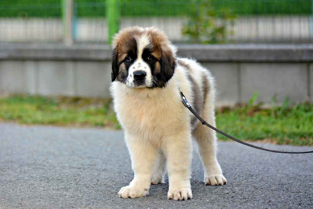 Московская сторожевая отличается спокойным поведением