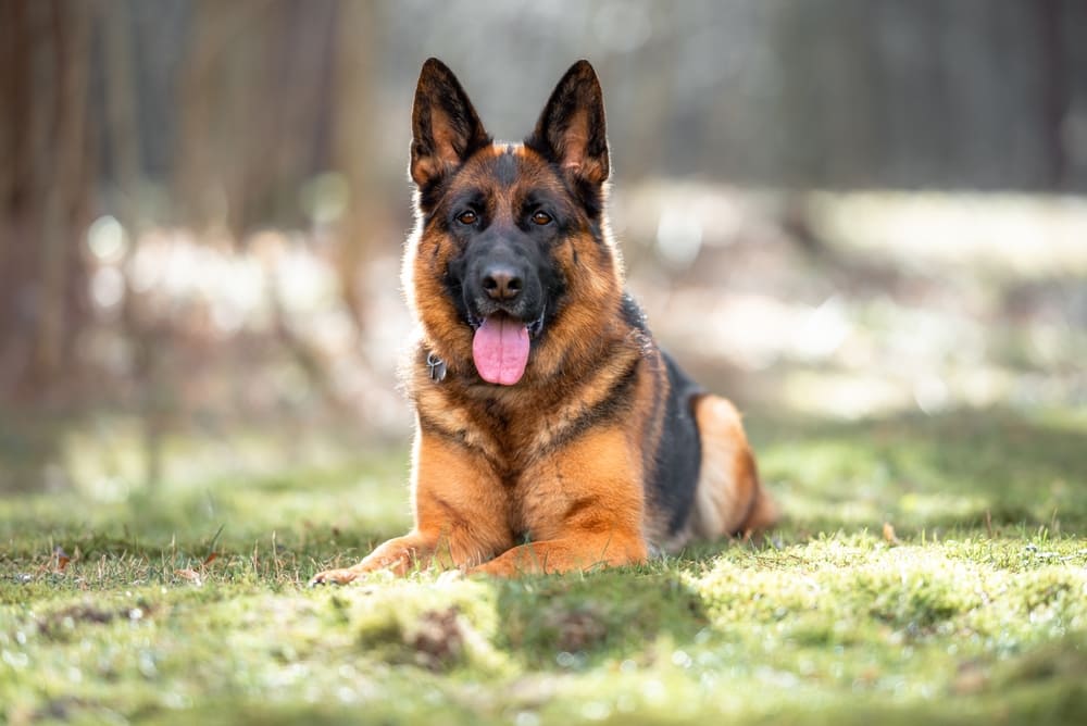 У немецких овчарок есть характерные болезни