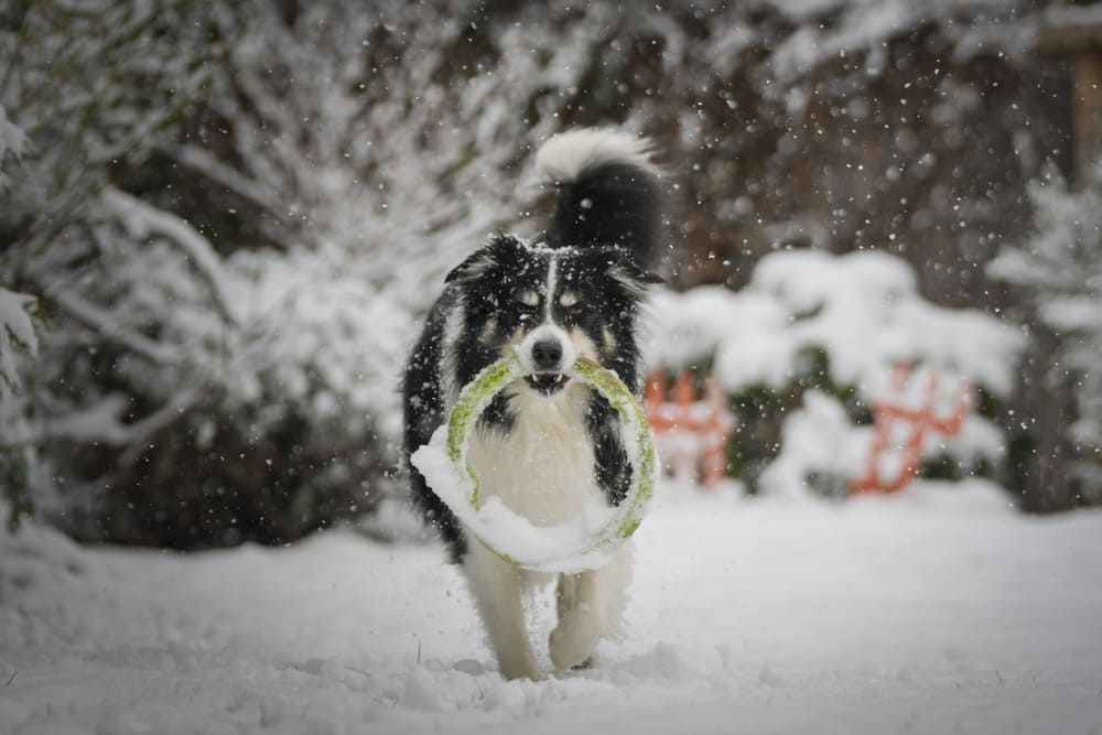 Вязку бордер-колли проводят после 18 месяцев