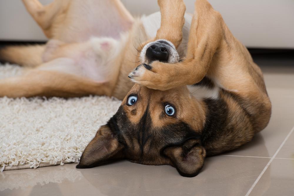 Каким трюкам можно научить собаку: умри