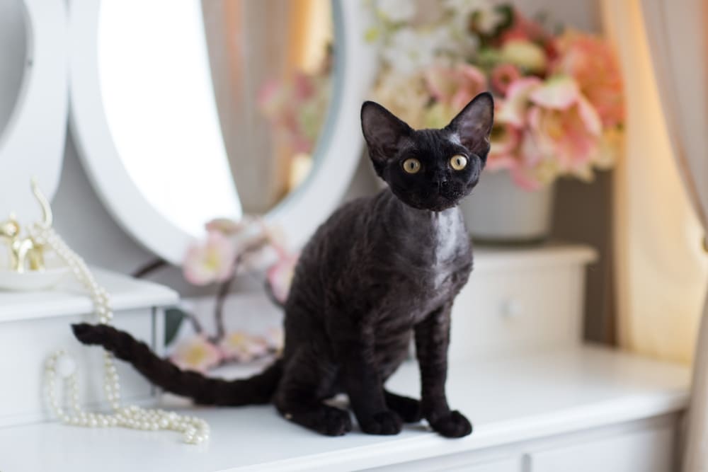 Владельцу важно знать, сколько живет девон-рекс