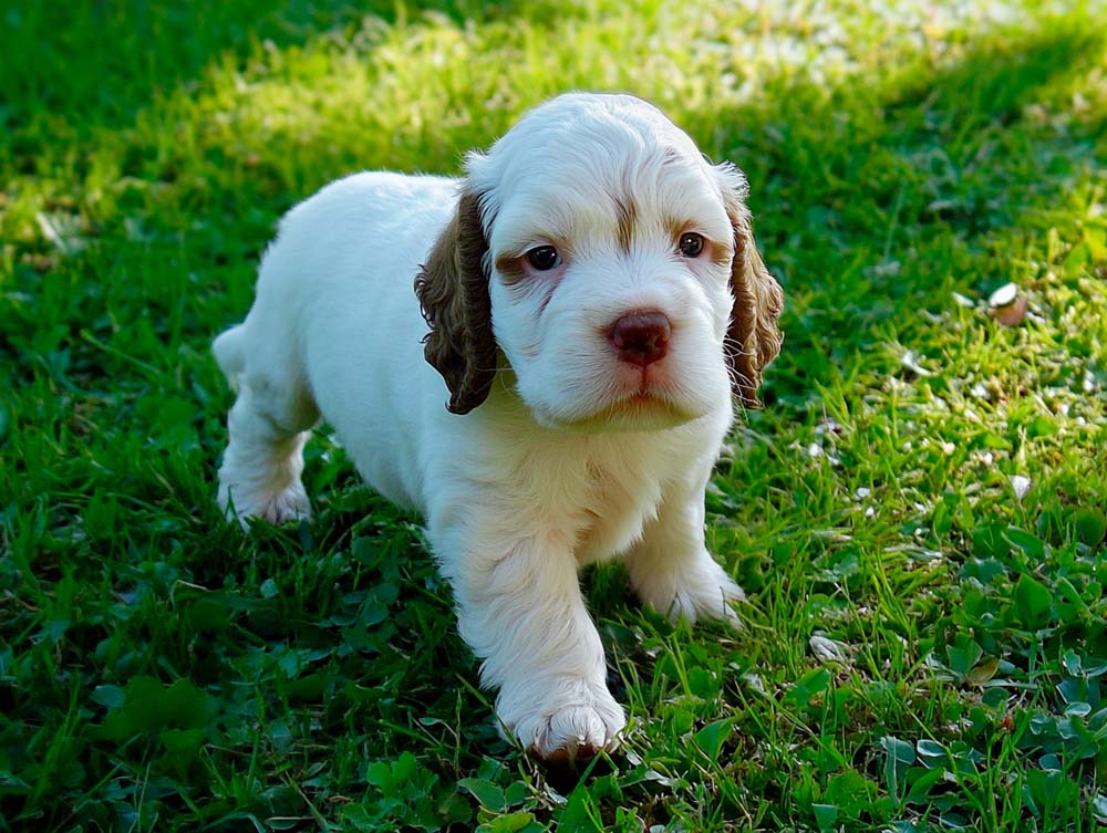 Щенка кламбер-спаниеля лучше приобретать в питомнике