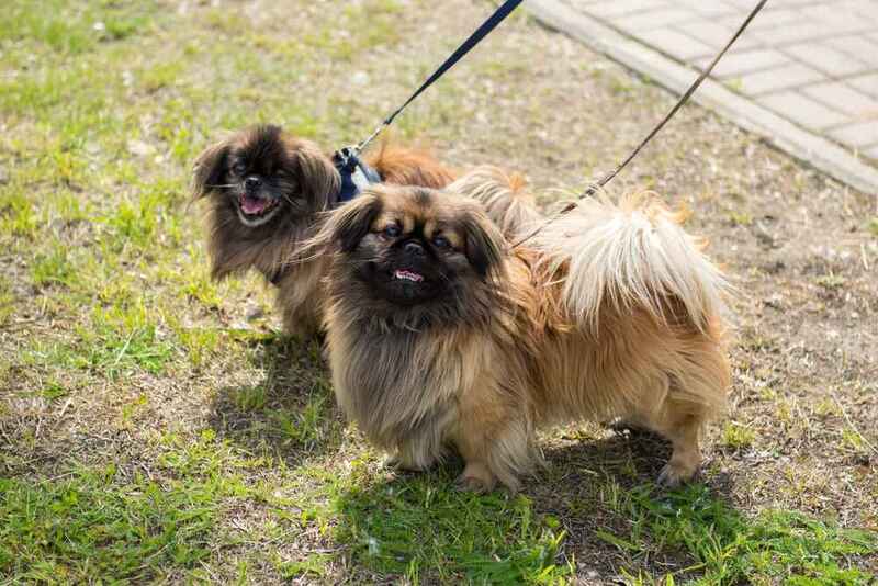 Вес пекинеса зависит от нескольких факторов