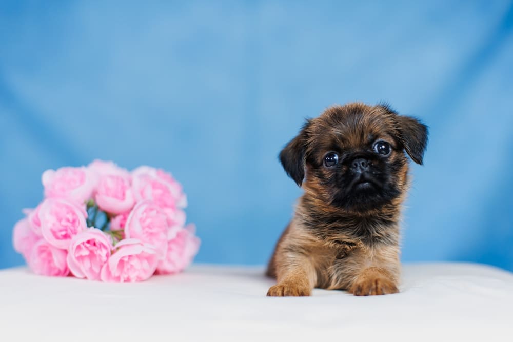 Это щенок пти-брабансона