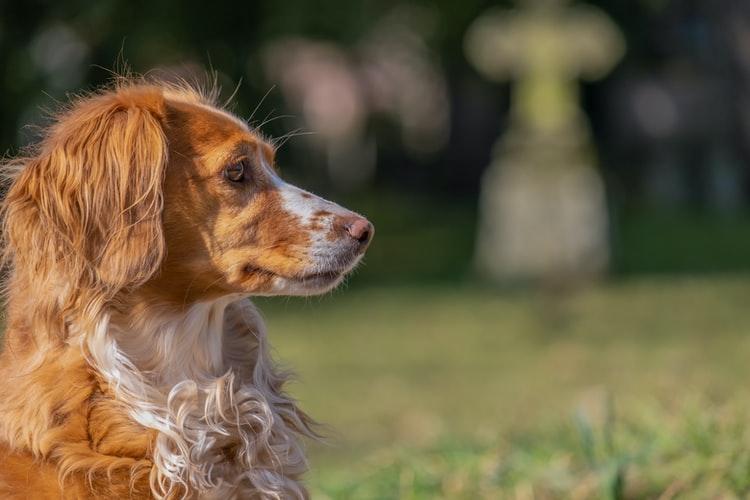 Лечение желтой рвоты у собак
