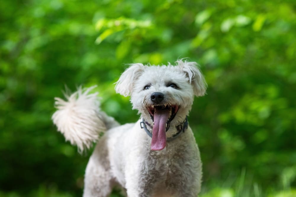 Пуми нуждаются в профилактике болезней