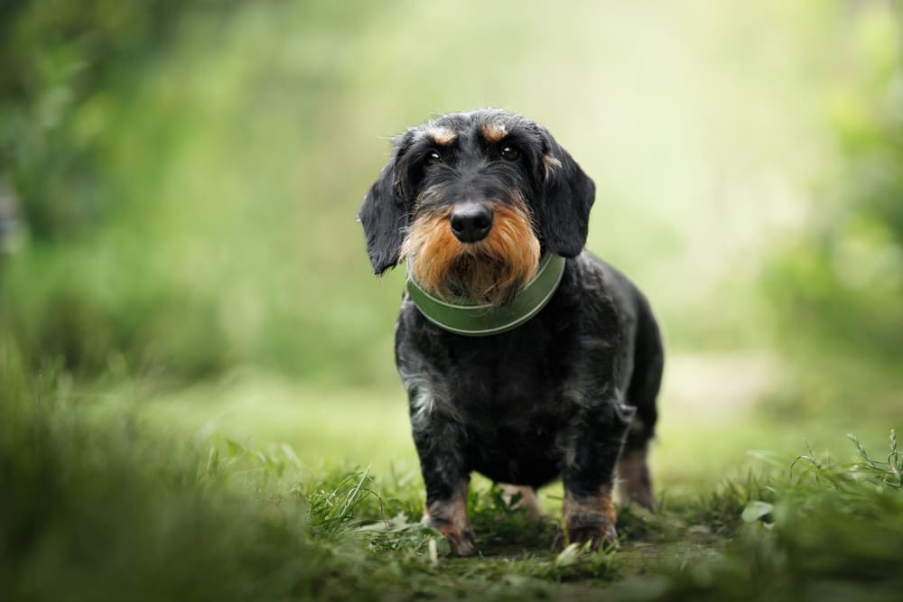 Стресс может быть причиной неудачной вязки у такс