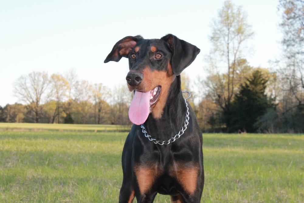 Содержание добермана Содержание добермана