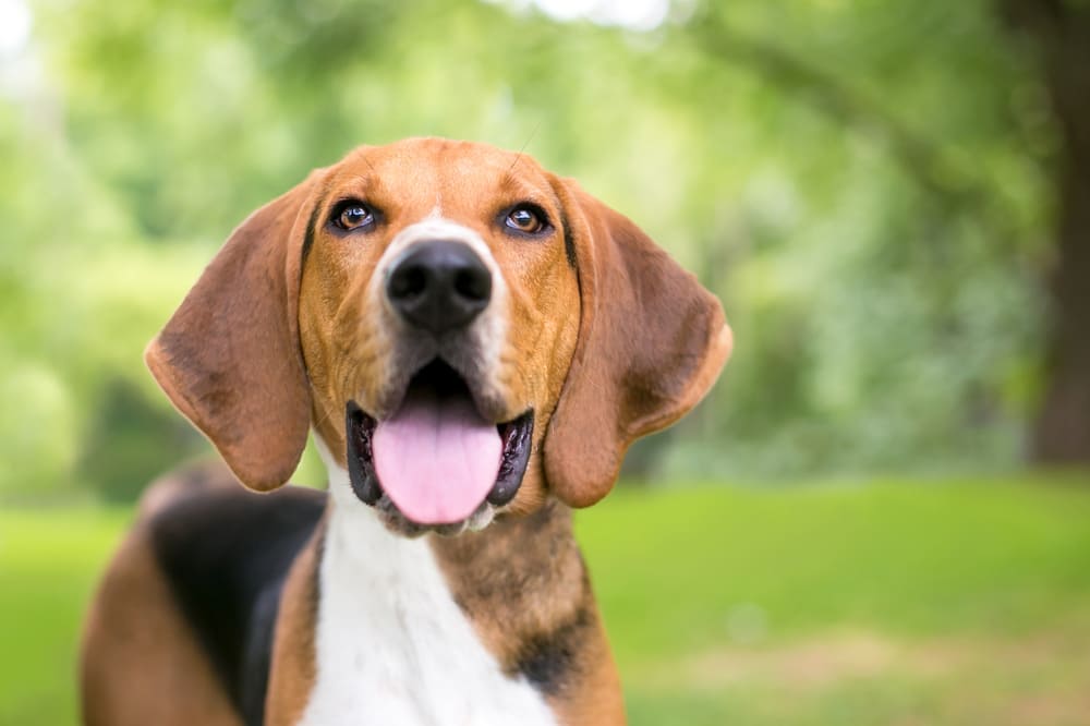 Американский фоксхаунд нуждается в дрессировке