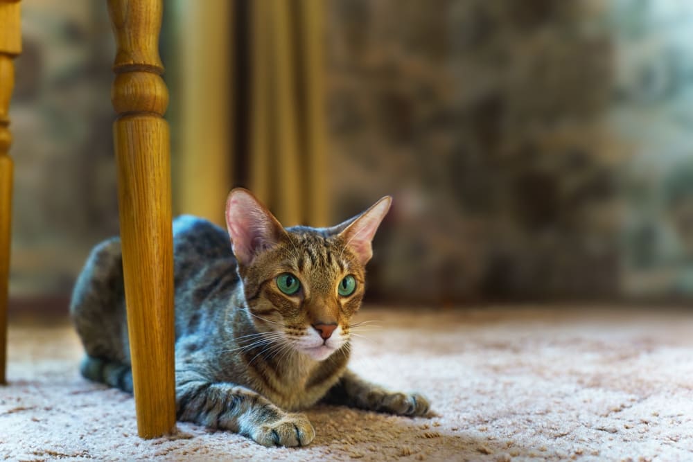 У ориентальной кошки есть характерные болезни