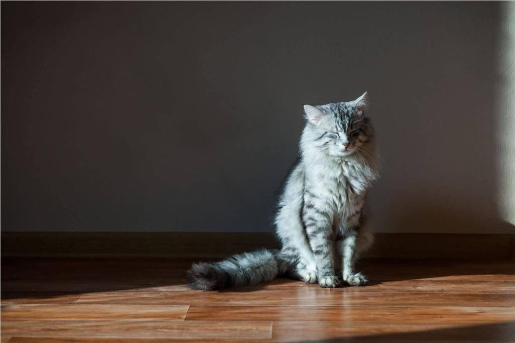 Самые милые породы кошек: рагамаффин Самые милые породы кошек: рагамаффин